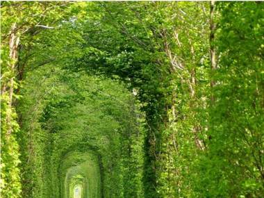 Tunel zieleni