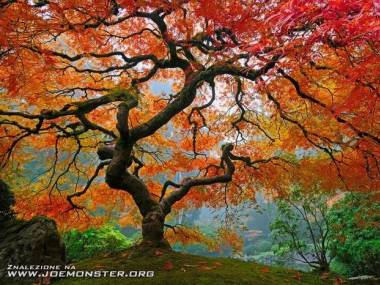 Złota polska jesień w japońskich ogrodach w Portland w stanie Oregon w USA :)