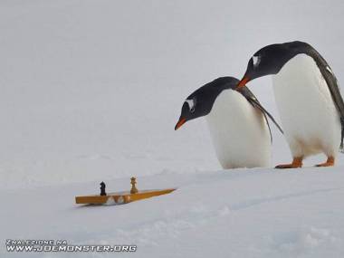 Szach-mat na Antarktydzie