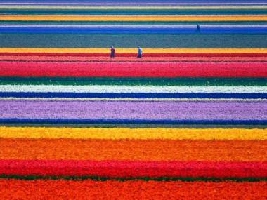 Farma tulipanów w Holandii