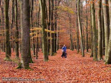 Jesienny spacer po lesie