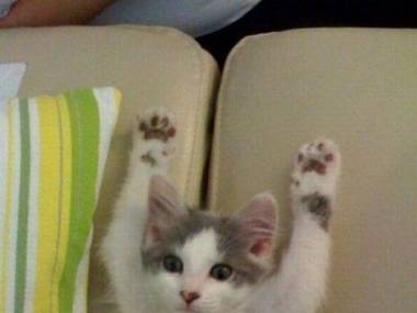 "Ręce do góry!"