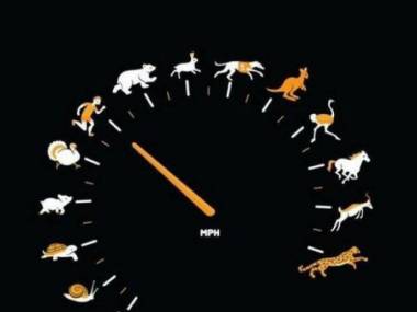 Jak szybko jedziesz?