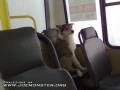 O psie który jeździł busami...