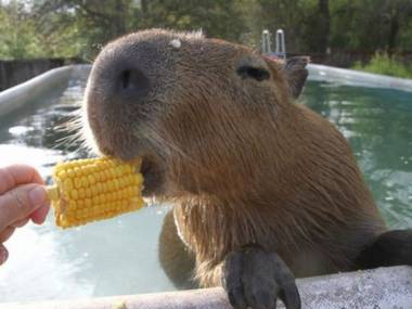Kapibara opierdziela kolbę