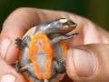 Pomarańczowy żółwik
