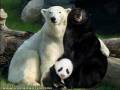Skąd się wzięły pandy