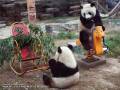 Plac zabaw dla pand