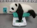 Panda ważona