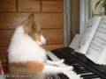 Pies Chopina