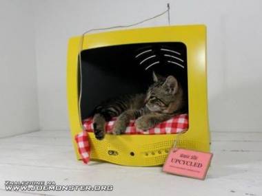 Koty podbijają telewizję