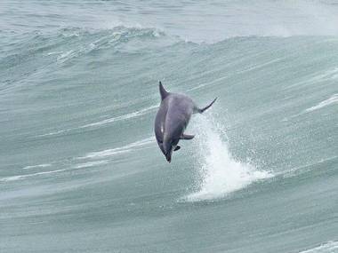 Surfowanie z delfinem