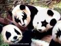 Kiss Pandas