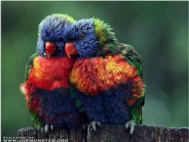 Tęczowe papużki