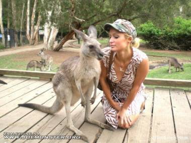 Paris Hilton i fotobombujące kangury