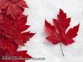 Naturalna flaga Kanady