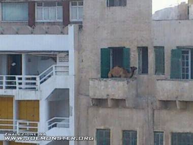 W upalne egipskie lato nawet wielbłądy wychodzą na balkon ochłonąć