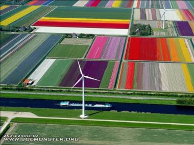 Farma tulipanów w Holandii