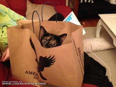 Kupił kota w torbie