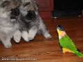 Niezwykle agresywna papuga