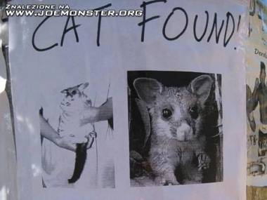 Znaleziono kotka...