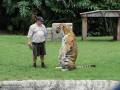 Tygrysek bardzo prosi
