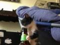 Kot piwosz
