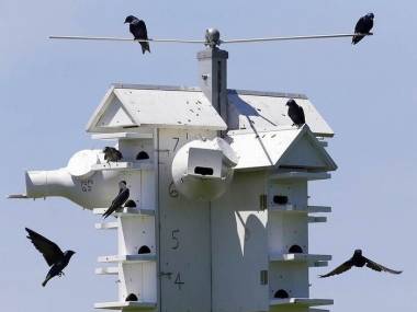 Mieszkańcy ptasiego wieżowca