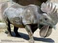 Samica nosorożca puściła się z kogutem