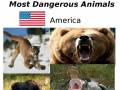 Niebezpieczne zwierzęta