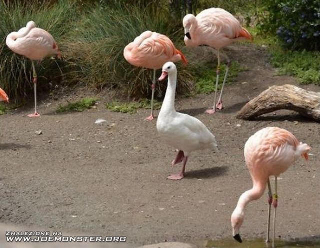 Szpieg w krainie flamingów