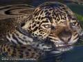 Jaguar w kąpieli