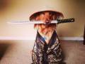 Pies samuraj