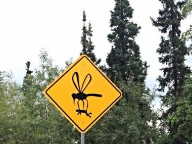 Uwaga na olbrzymie komarzyska!