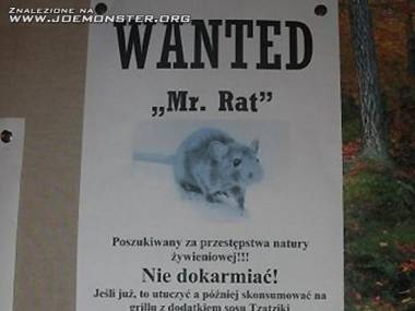 Poszukiwany Pan Szczur