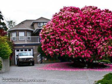 Dorodny rododendron