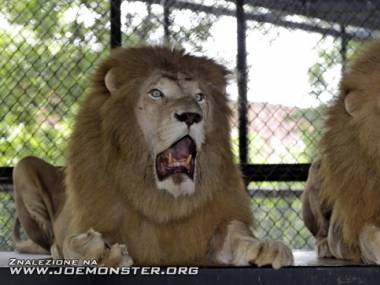 Widziałeś kiedyś bardziej zszokowane lwy?