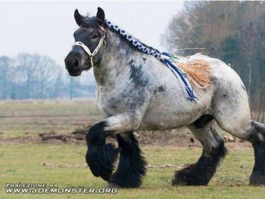 Koń belgijski brabant