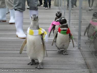 Wiesz, że jest naprawdę zimno, jak już pingwiny chodzą w szalikach