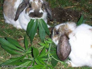 Najszczęśliwsze króliki na świecie