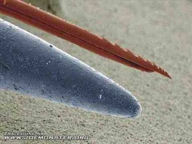 Pod mikroskopem ostrze noża i żądło osy