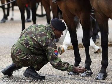 Konie w armii to nawet i pedicure mają