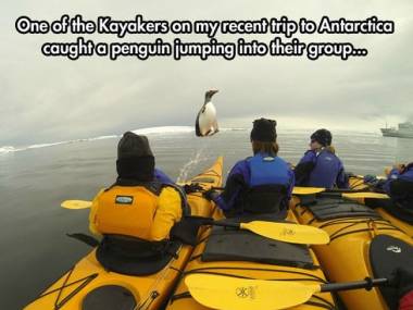 Pingwin wolnoskaczący