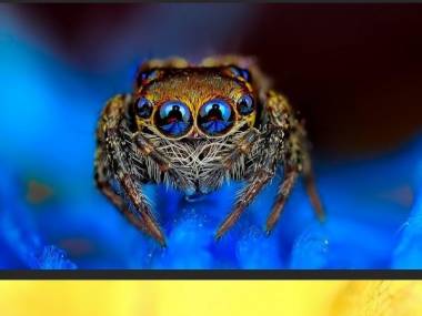 Niesamowite zdjęcia pająków Jimiego Konga