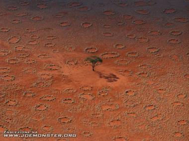 Samotne drzewo na pustyni w Namibii
