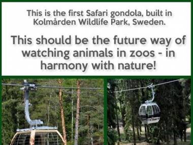 Gondola do zwiedzania zoo w Szwecji