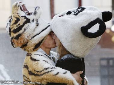 Rzadki widok tygrysa i pandy całujących się