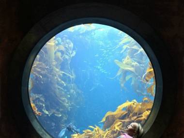 Podwodny świat za oknem