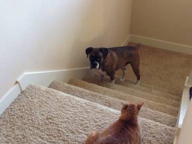 Strasznie się boi wchodzić po schodach