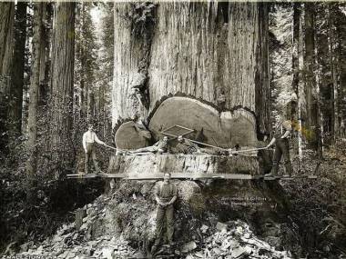 Prawdziwy XIX-wieczny drwal drzewa się nie boi
